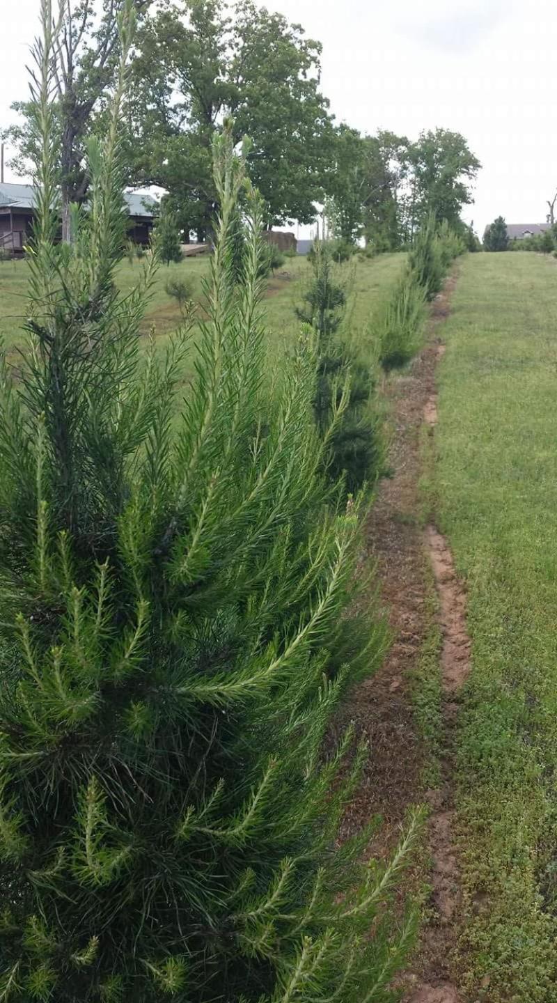 Rural Life On A Real Christmas Tree Farm! Hallmark Experience! Ozark Esterno foto