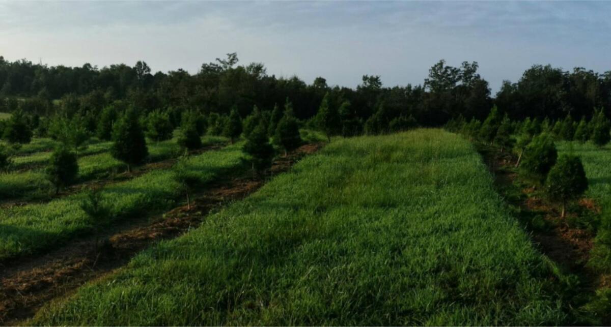 Rural Life On A Real Christmas Tree Farm! Hallmark Experience! Ozark Esterno foto